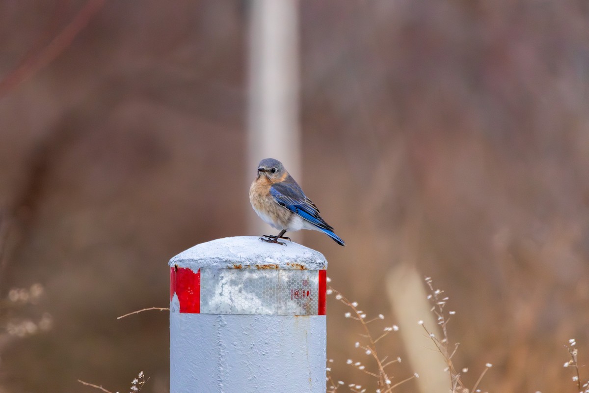 Eastern Bluebird - ML652949066