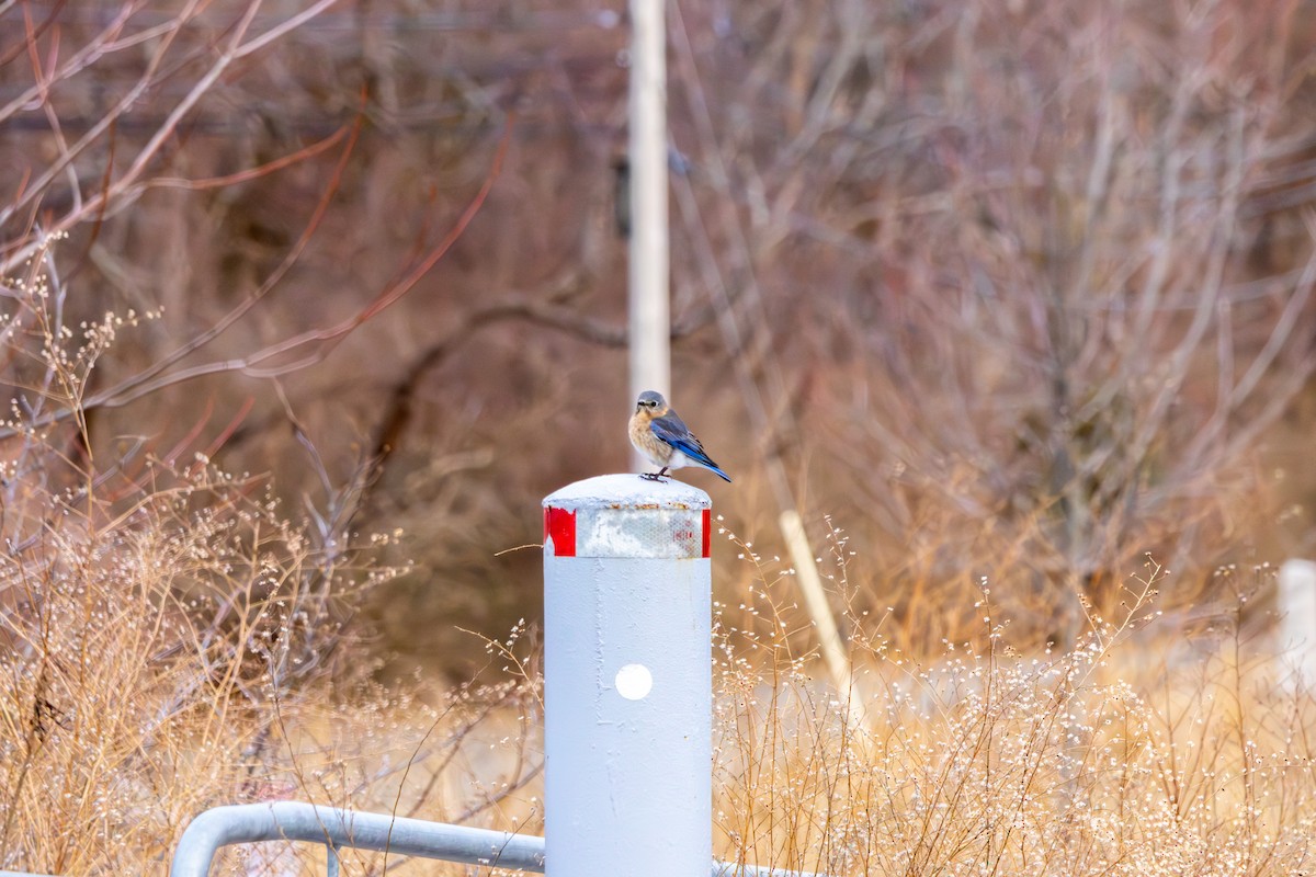 Eastern Bluebird - ML652949067