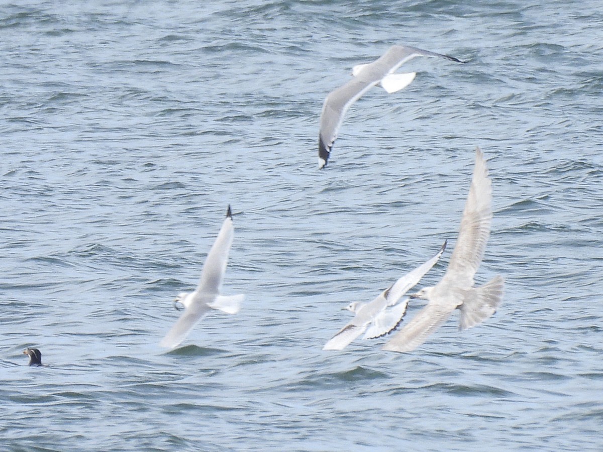 Black-legged Kittiwake - ML652949195