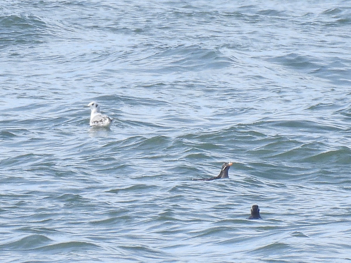 Rhinoceros Auklet - ML652949286