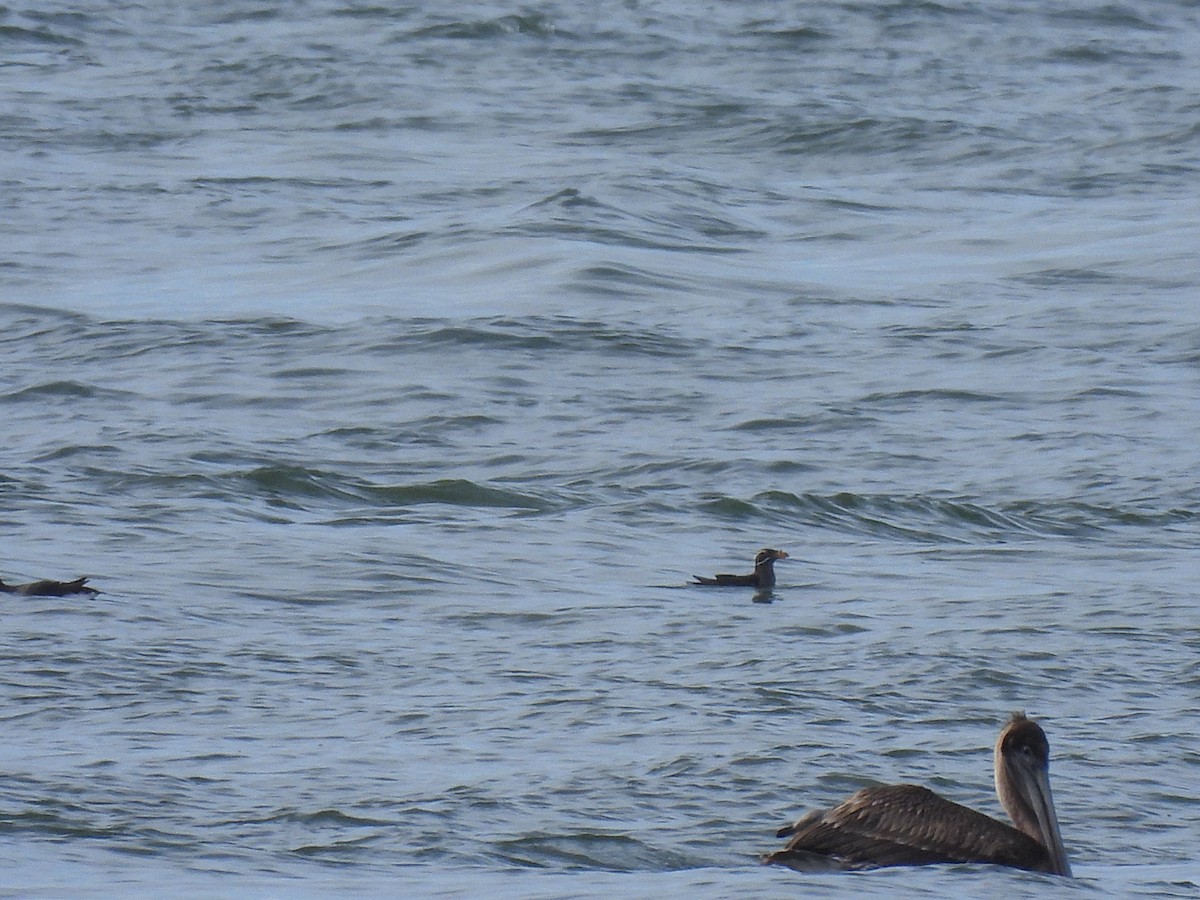 Rhinoceros Auklet - ML652949287