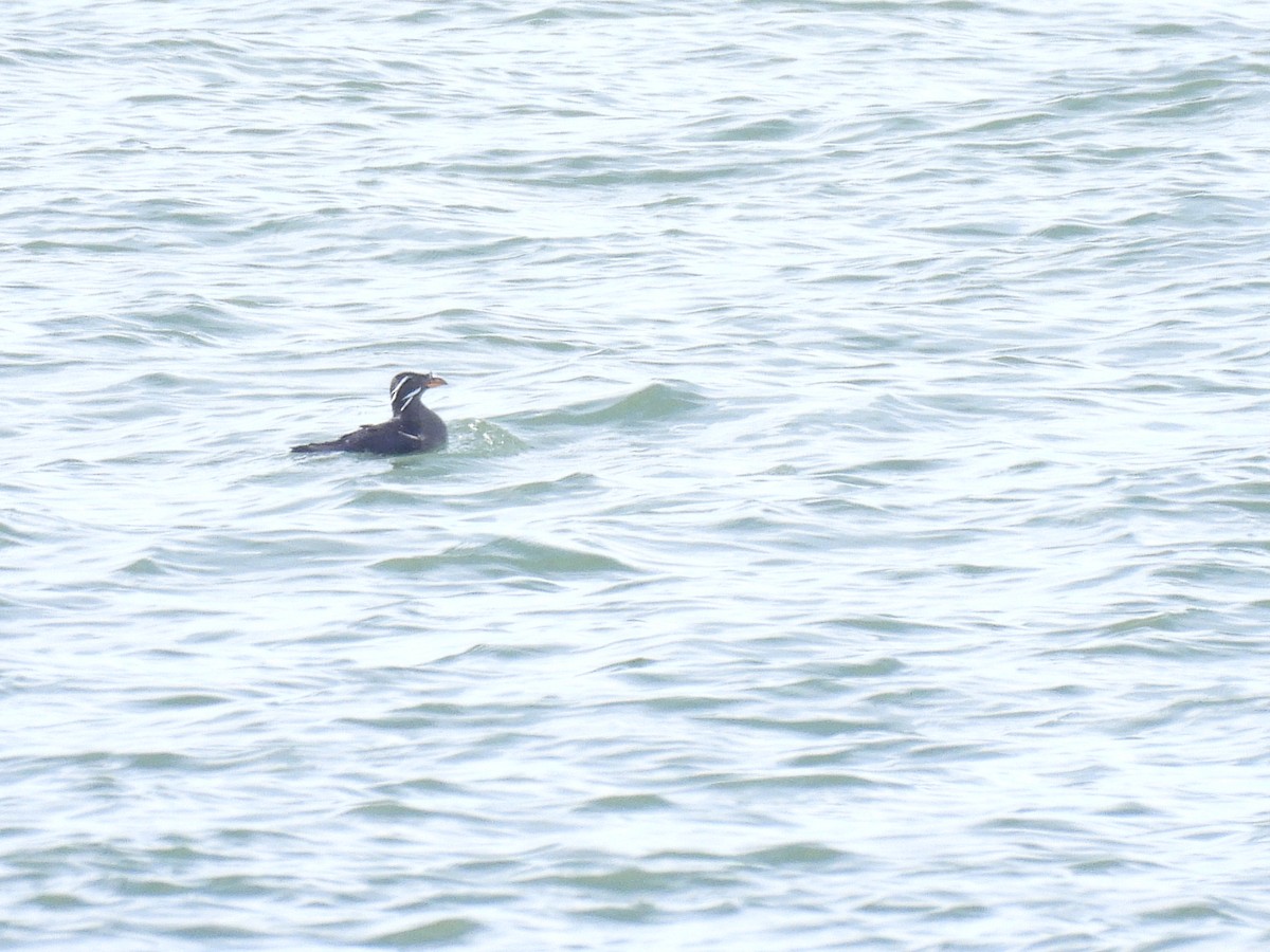 Rhinoceros Auklet - ML652949288