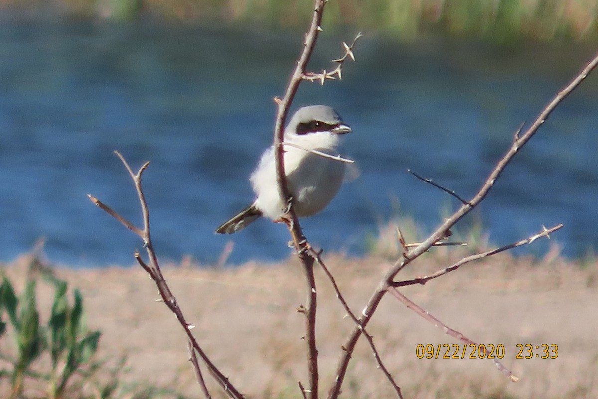 アメリカオオモズ - ML652949302