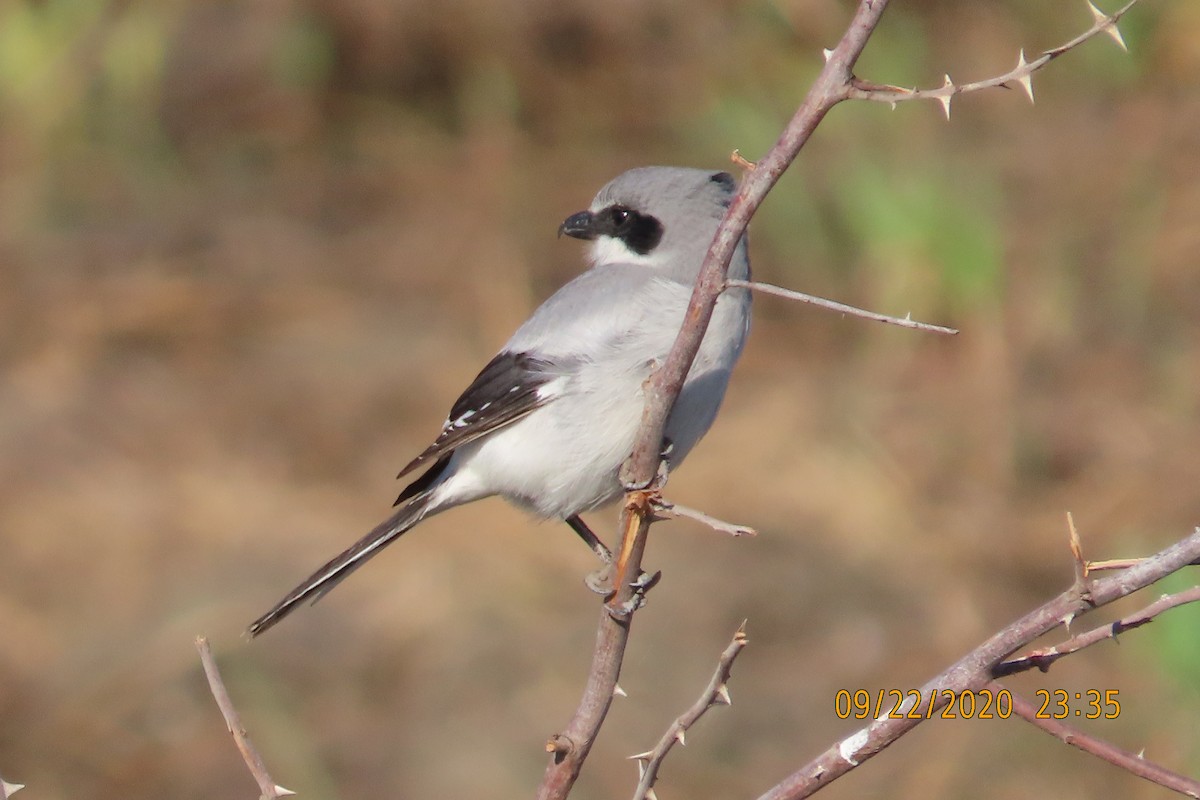 アメリカオオモズ - ML652949304