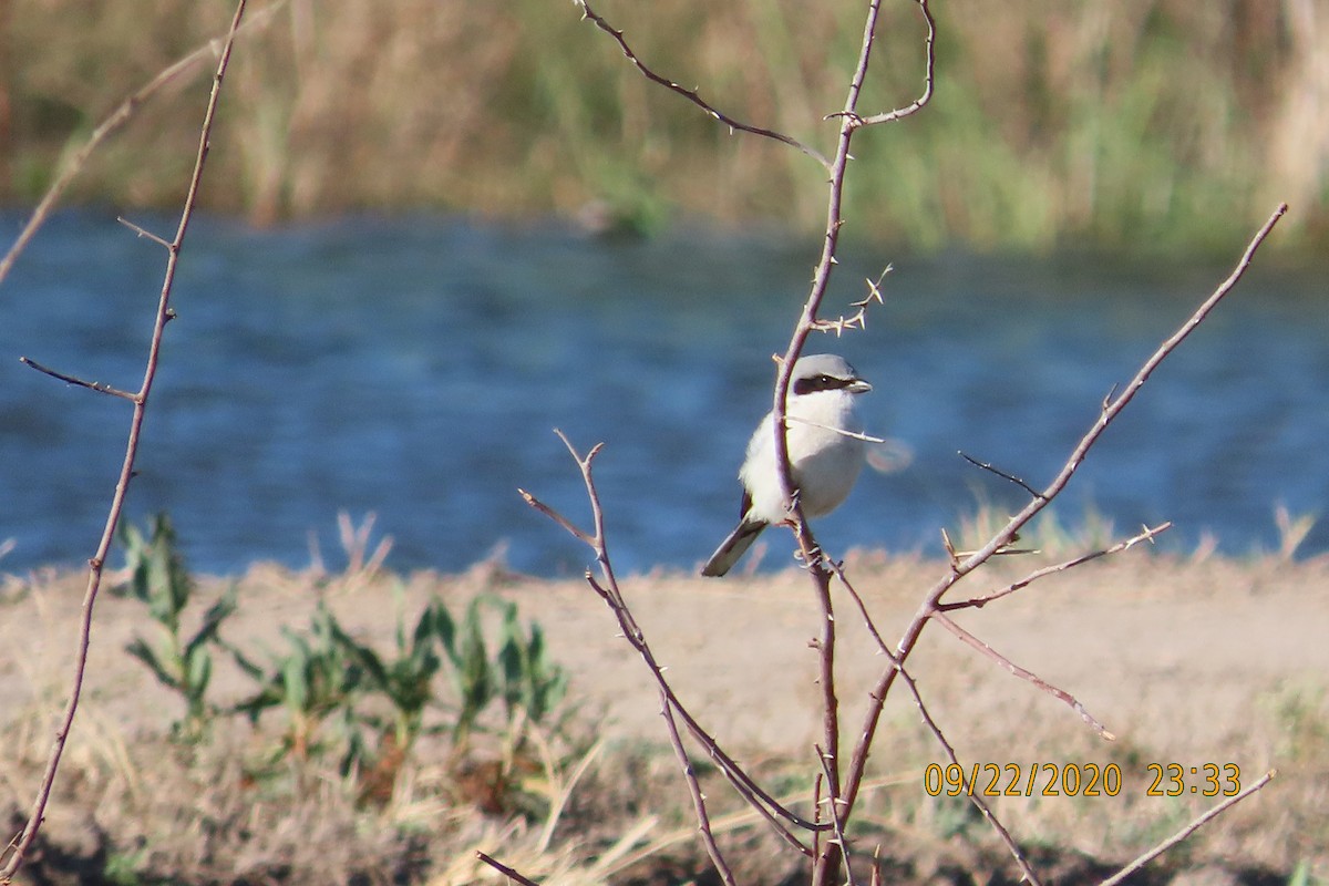 アメリカオオモズ - ML652949305