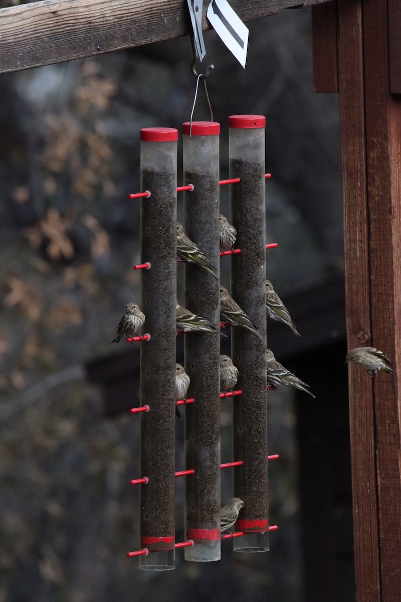 Pine Siskin - ML652949324