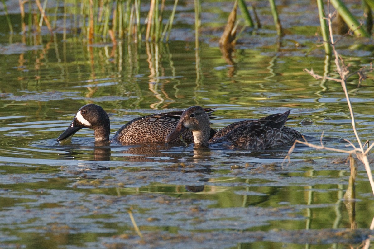ミカヅキシマアジ - ML652949381