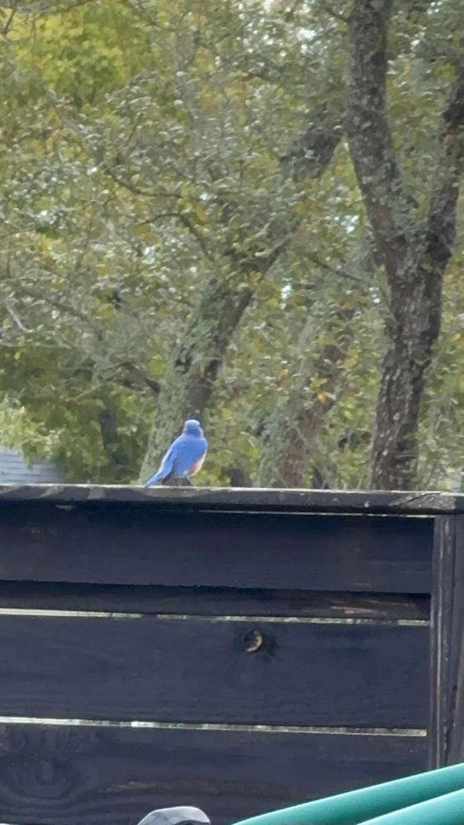 Eastern Bluebird - ML652949449