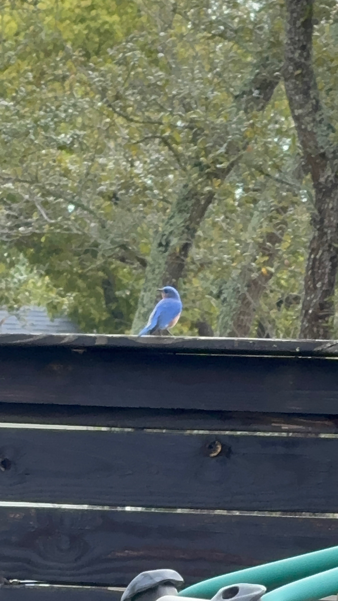 Eastern Bluebird - ML652949452