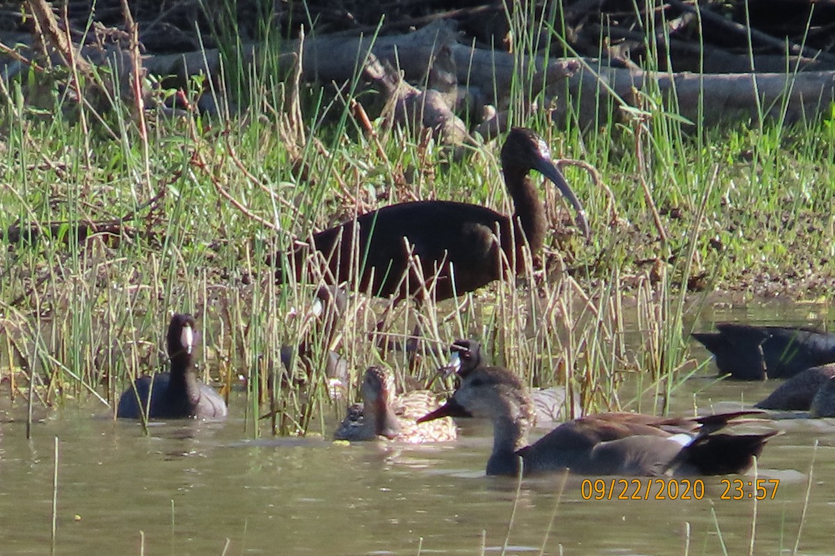 カオジロブロンズトキ - ML652949460