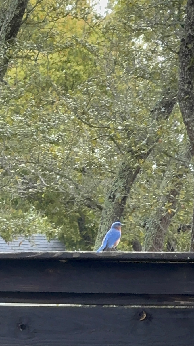 Eastern Bluebird - ML652949461