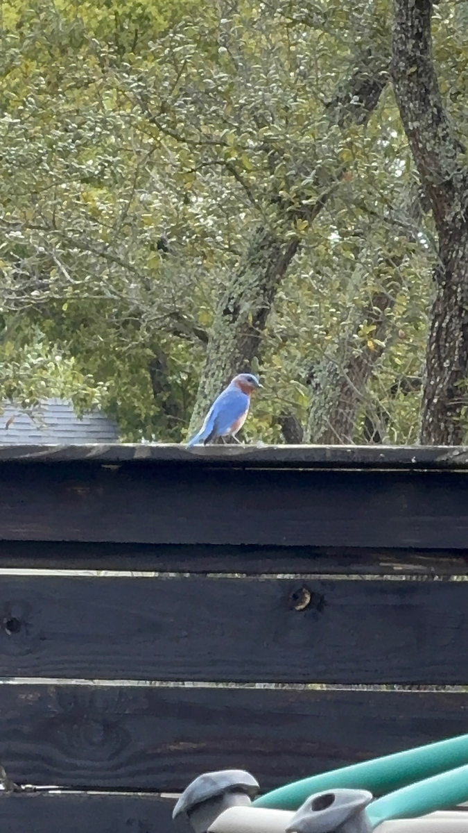 Eastern Bluebird - ML652949468