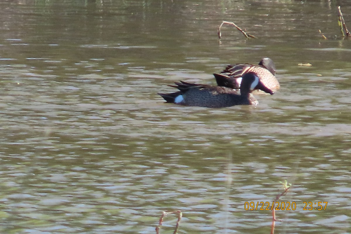 ミカヅキシマアジ - ML652949578