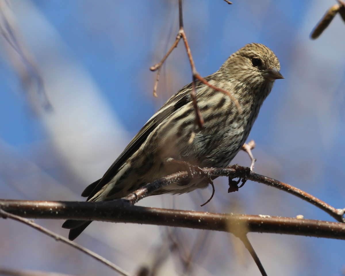 Pine Siskin - ML652949584