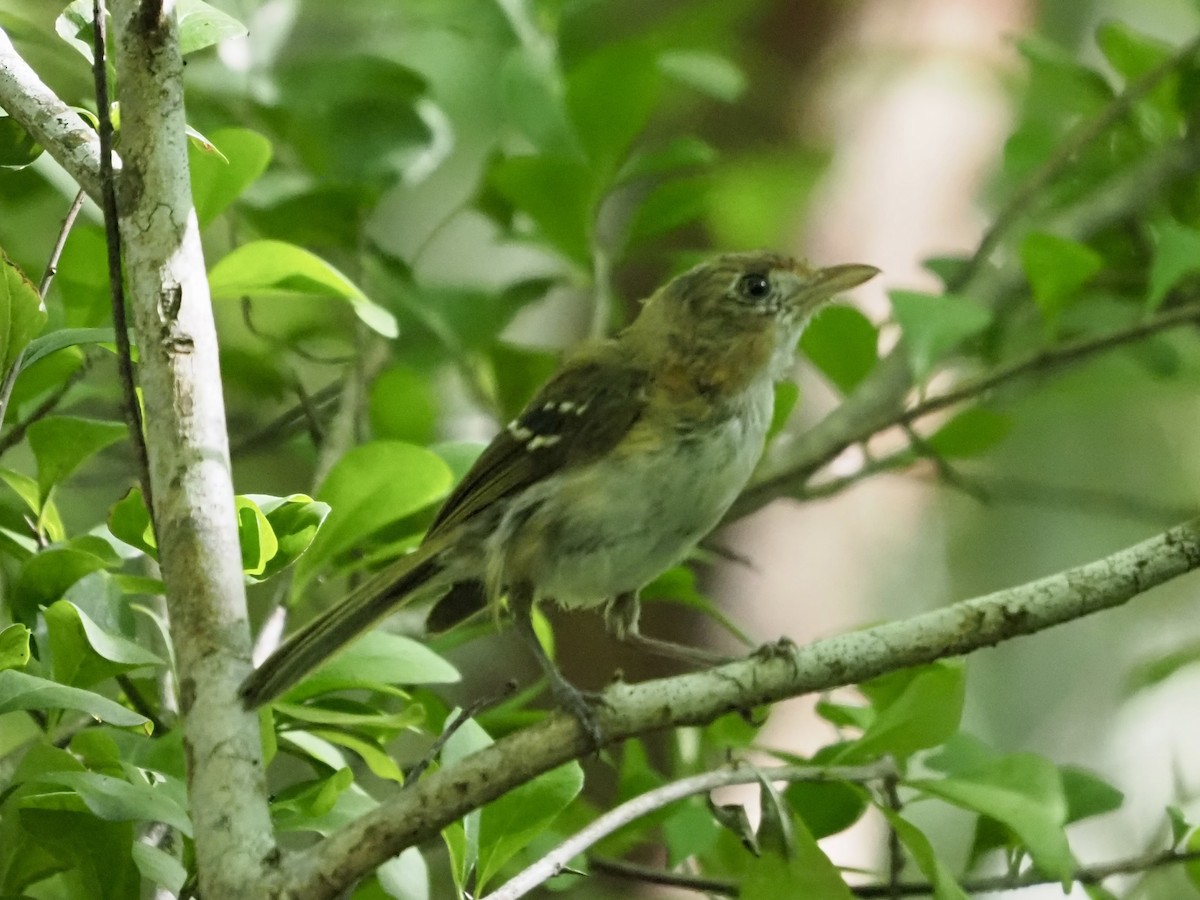 Cozumel Vireo - ML652949719