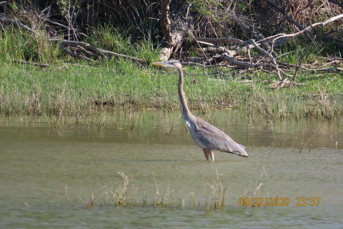 オオアオサギ - ML652949737