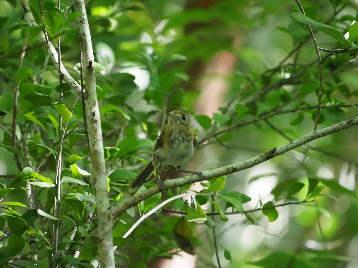 Cozumel Vireo - ML652949741