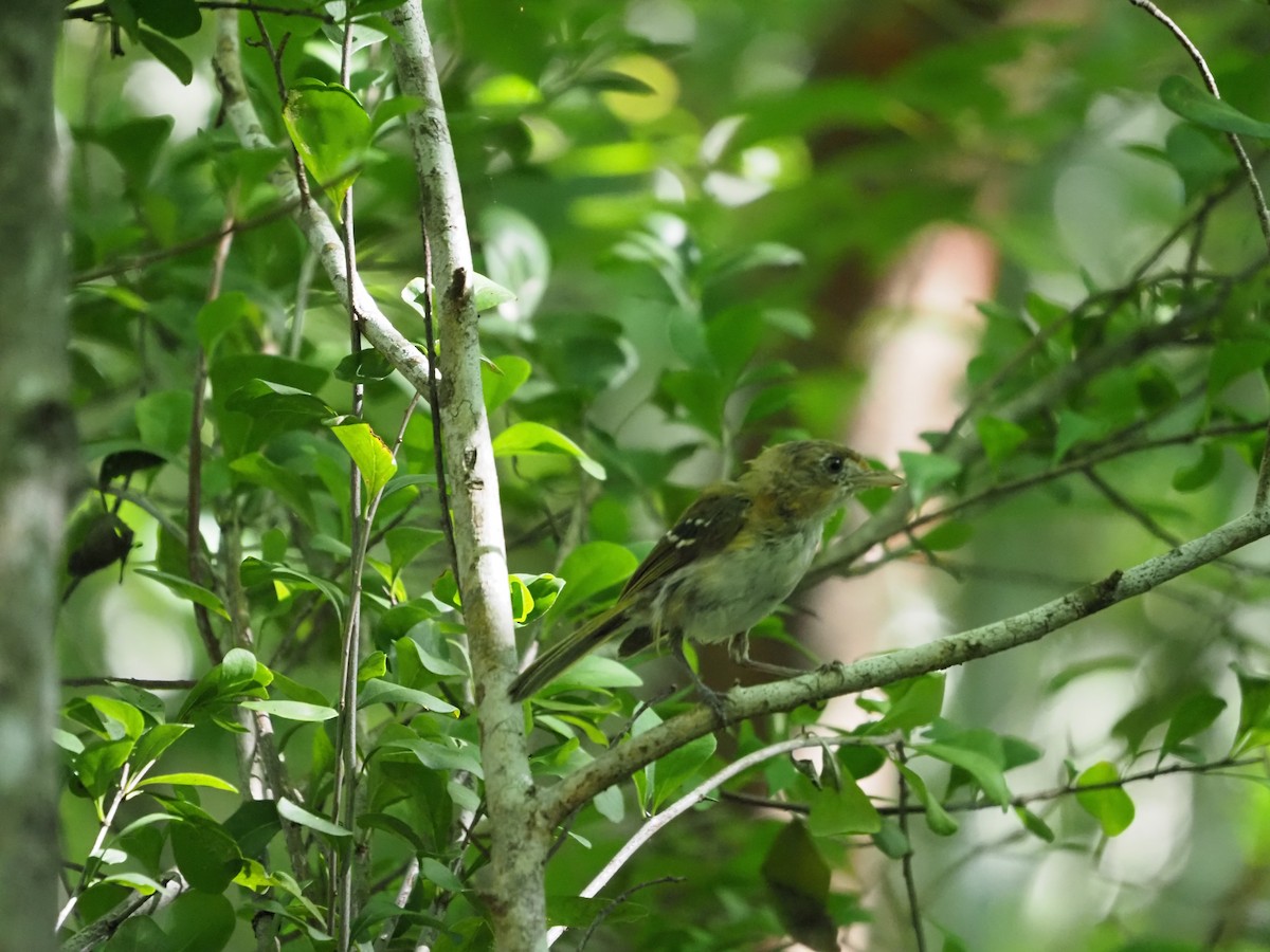 Cozumel Vireo - ML652949752