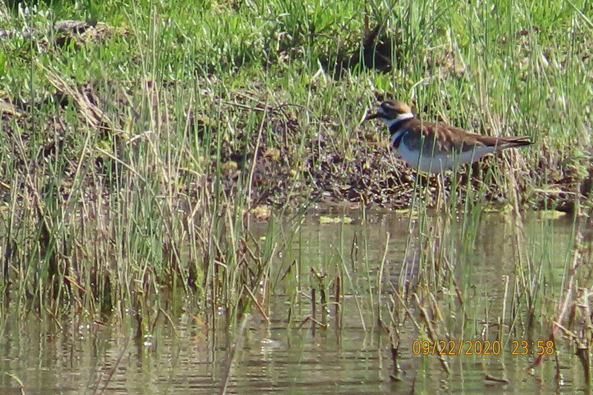 フタオビチドリ - ML652949770