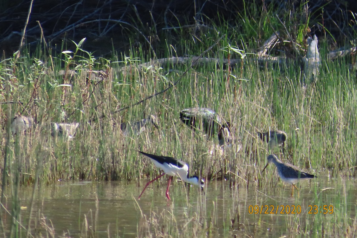 クロエリセイタカシギ - ML652949945