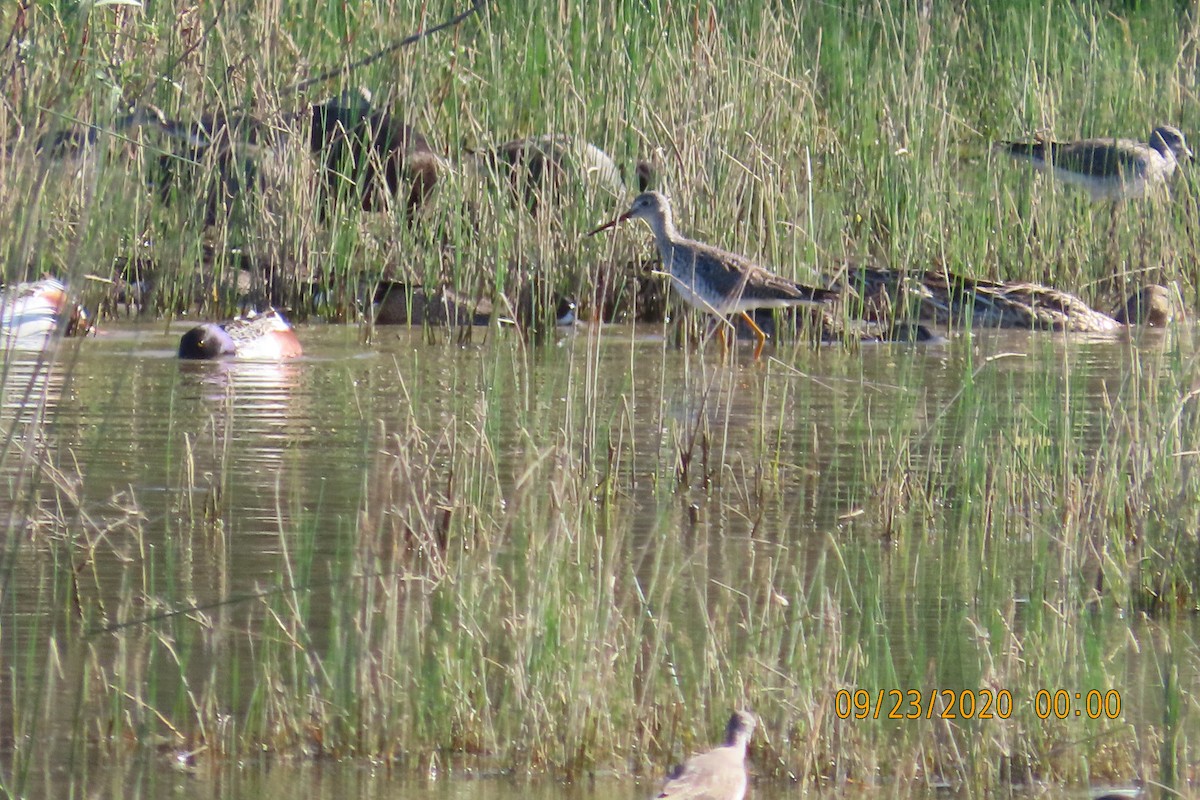 オオキアシシギ - ML652950010