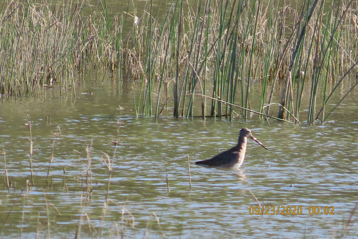 オオハシシギ - ML652950051