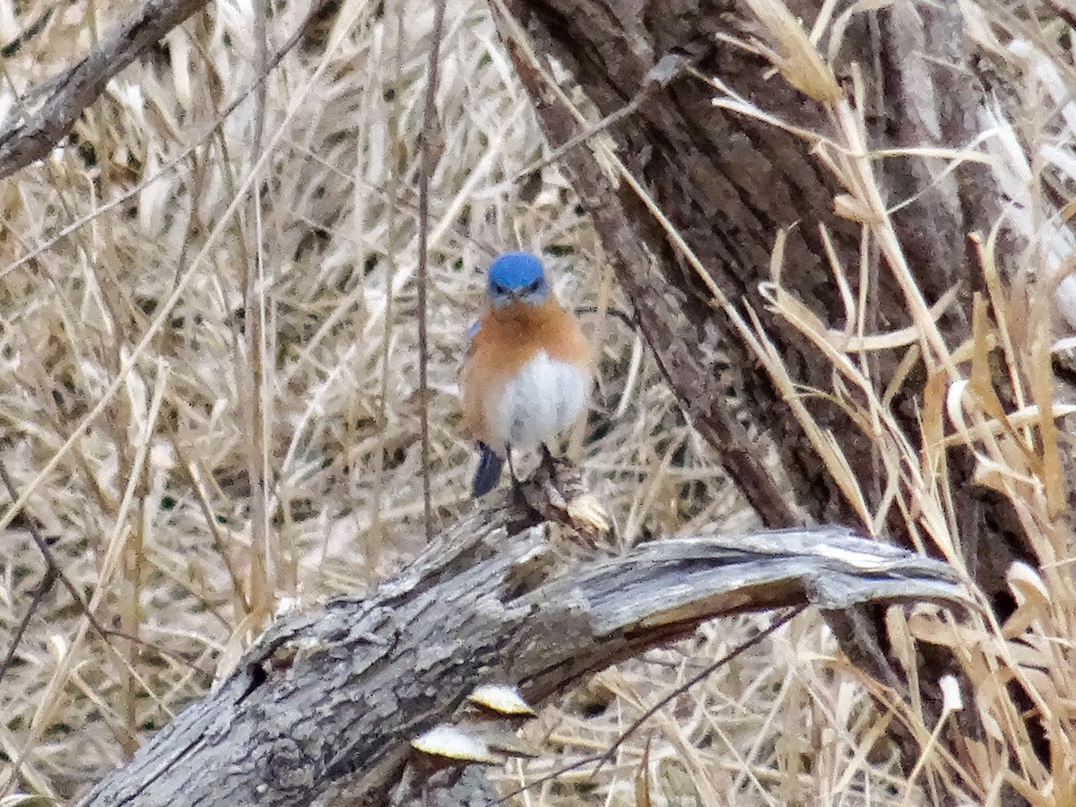 Eastern Bluebird - ML652950104