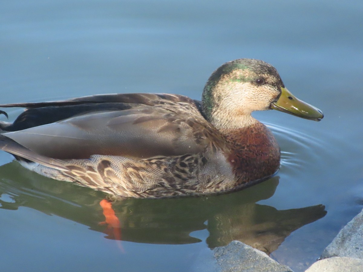 Mallard x Mexican Duck (hybrid) - ML652950328