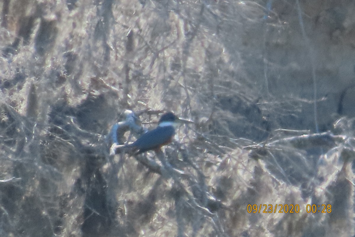 クビワヤマセミ - ML652950393