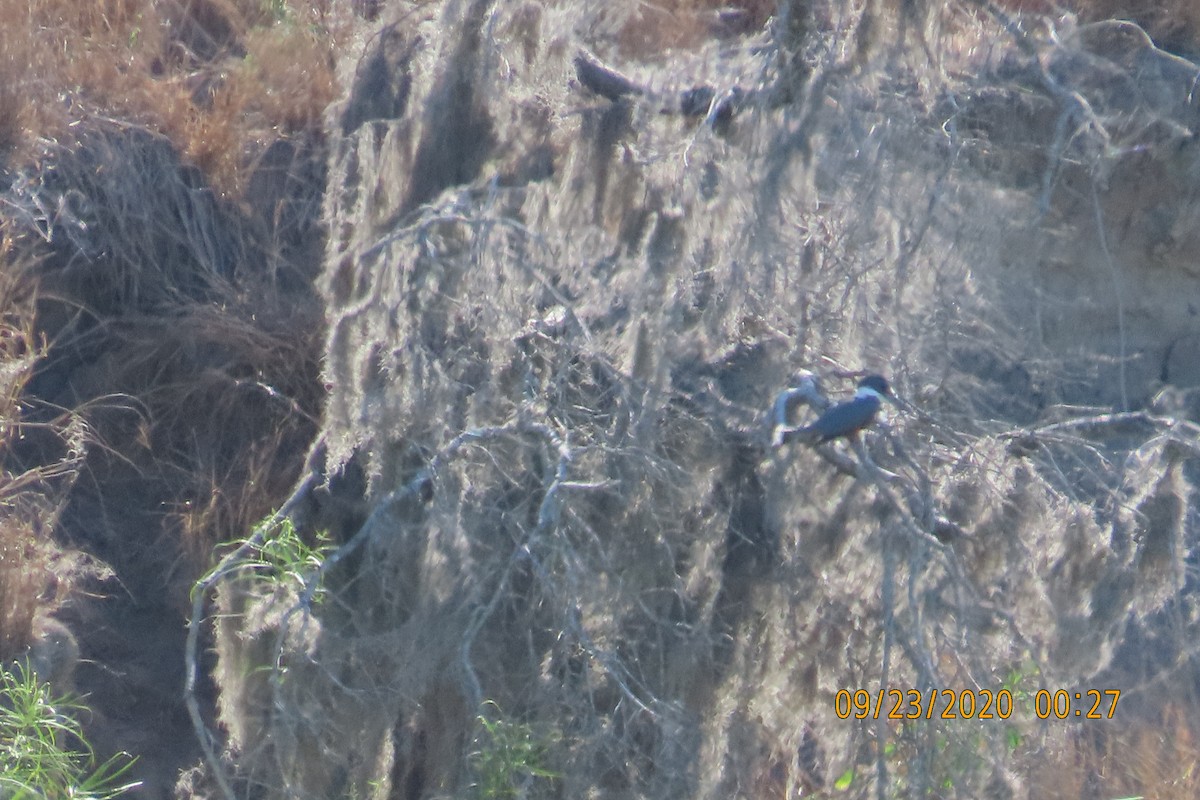 クビワヤマセミ - ML652950394