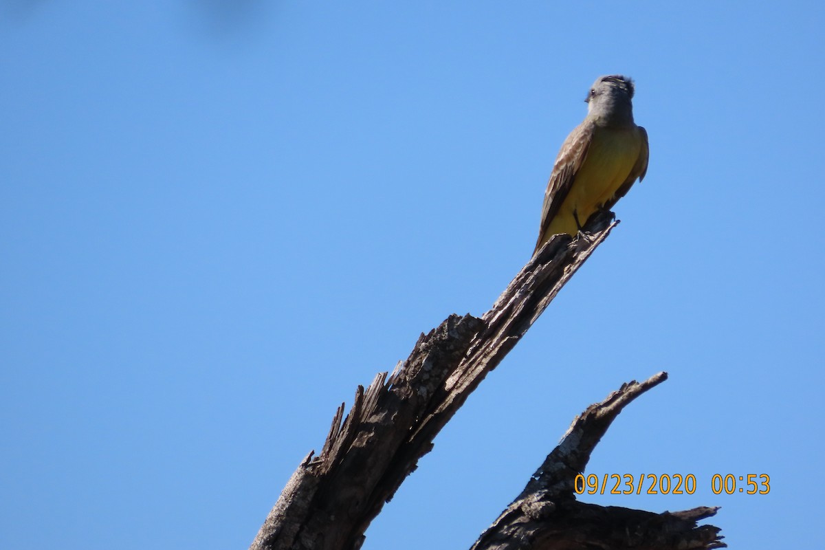 ヒガシオリーブタイランチョウ - ML652950445