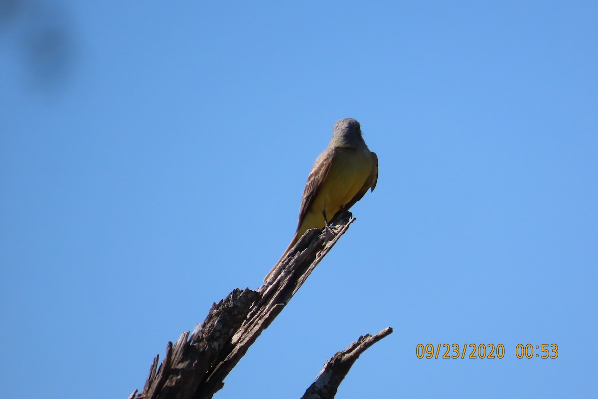 ヒガシオリーブタイランチョウ - ML652950446