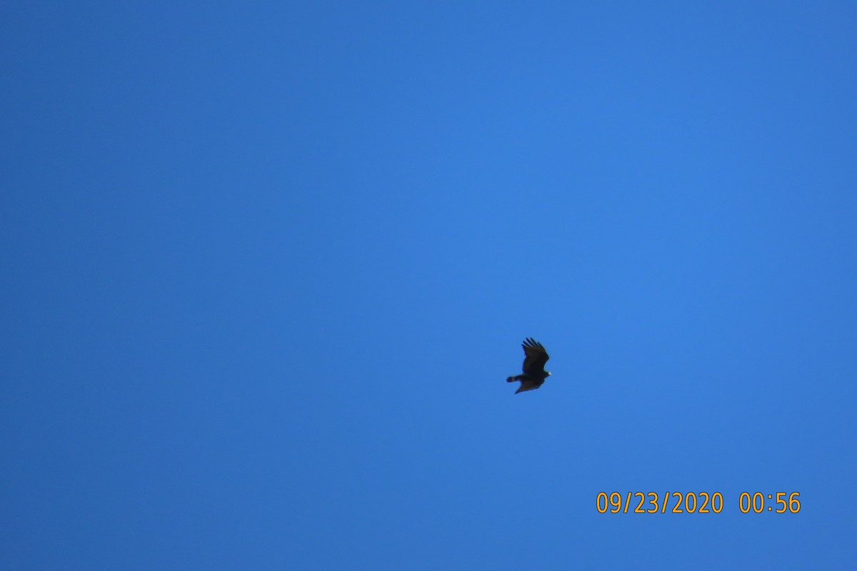 オビオノスリ - ML652950613