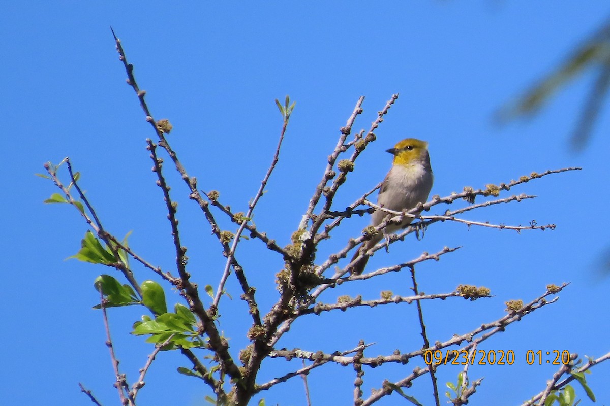 アメリカツリスガラ - ML652950656