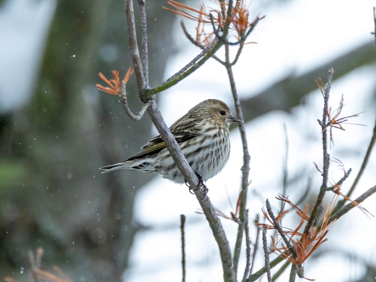 Pine Siskin - ML652950784