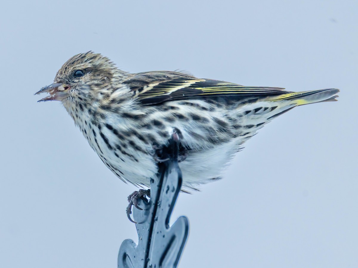 Pine Siskin - ML652950785