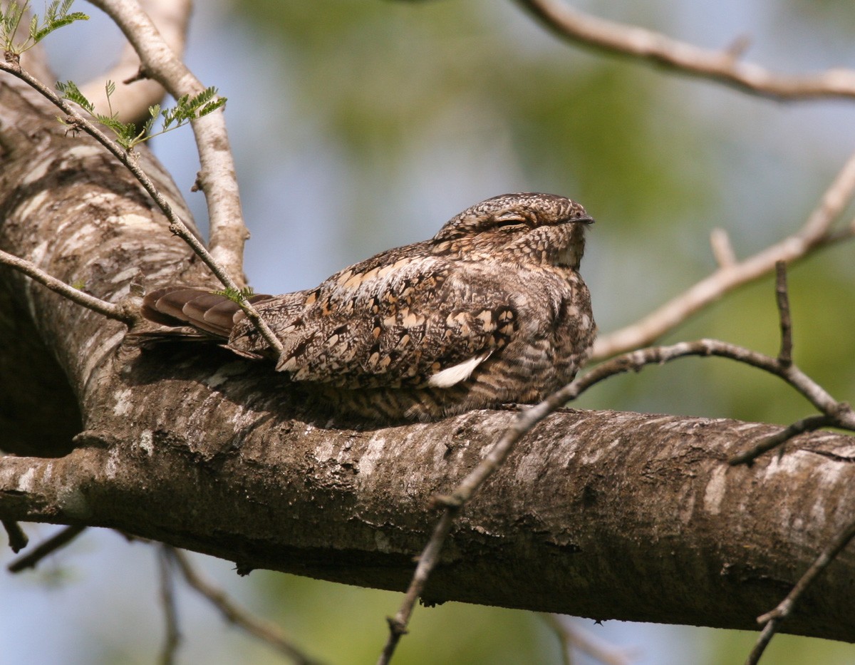 コアメリカヨタカ - ML652951250