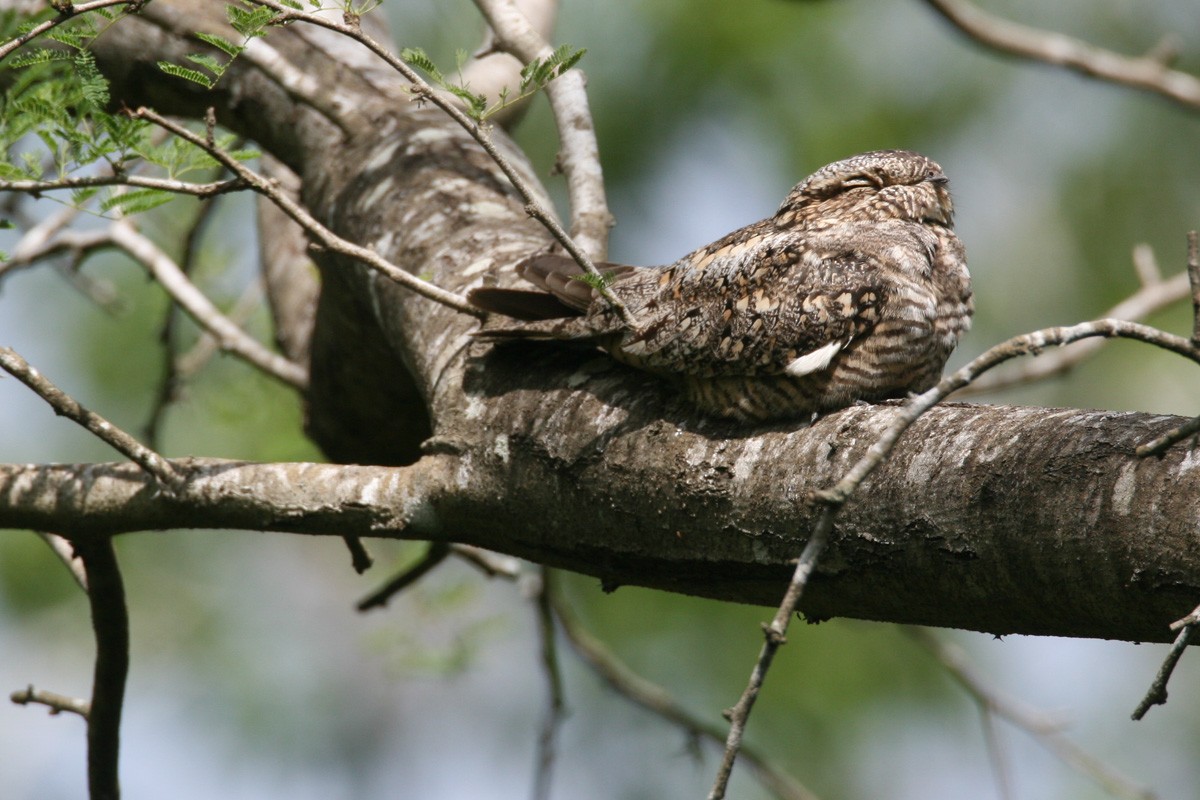 コアメリカヨタカ - ML652951251