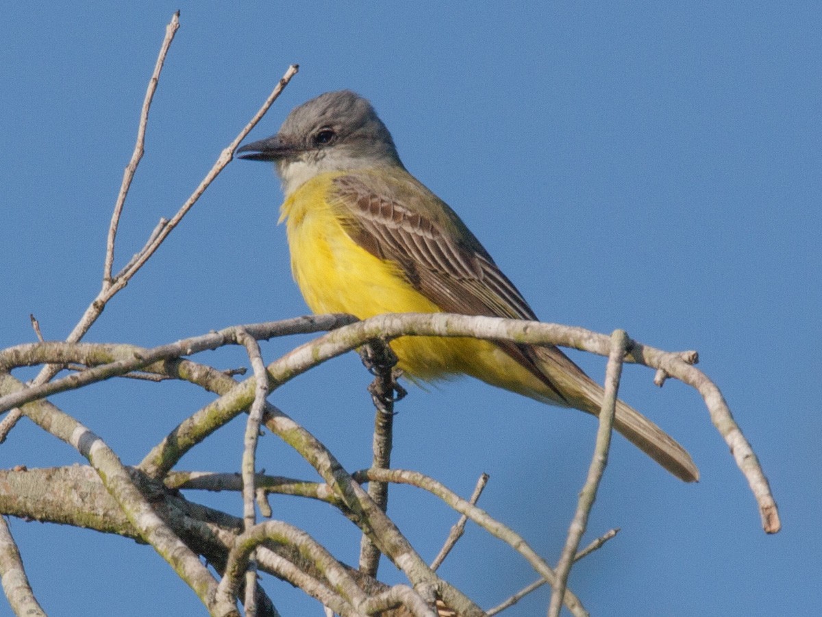 ヒガシオリーブタイランチョウ - ML652951295