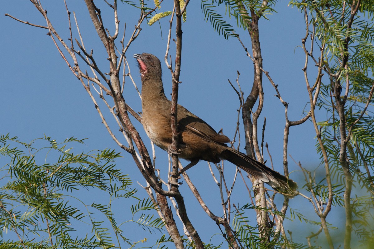 ムジヒメシャクケイ - ML652951337