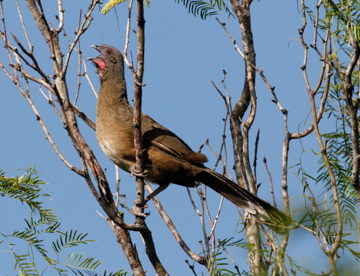 ムジヒメシャクケイ - ML652951425