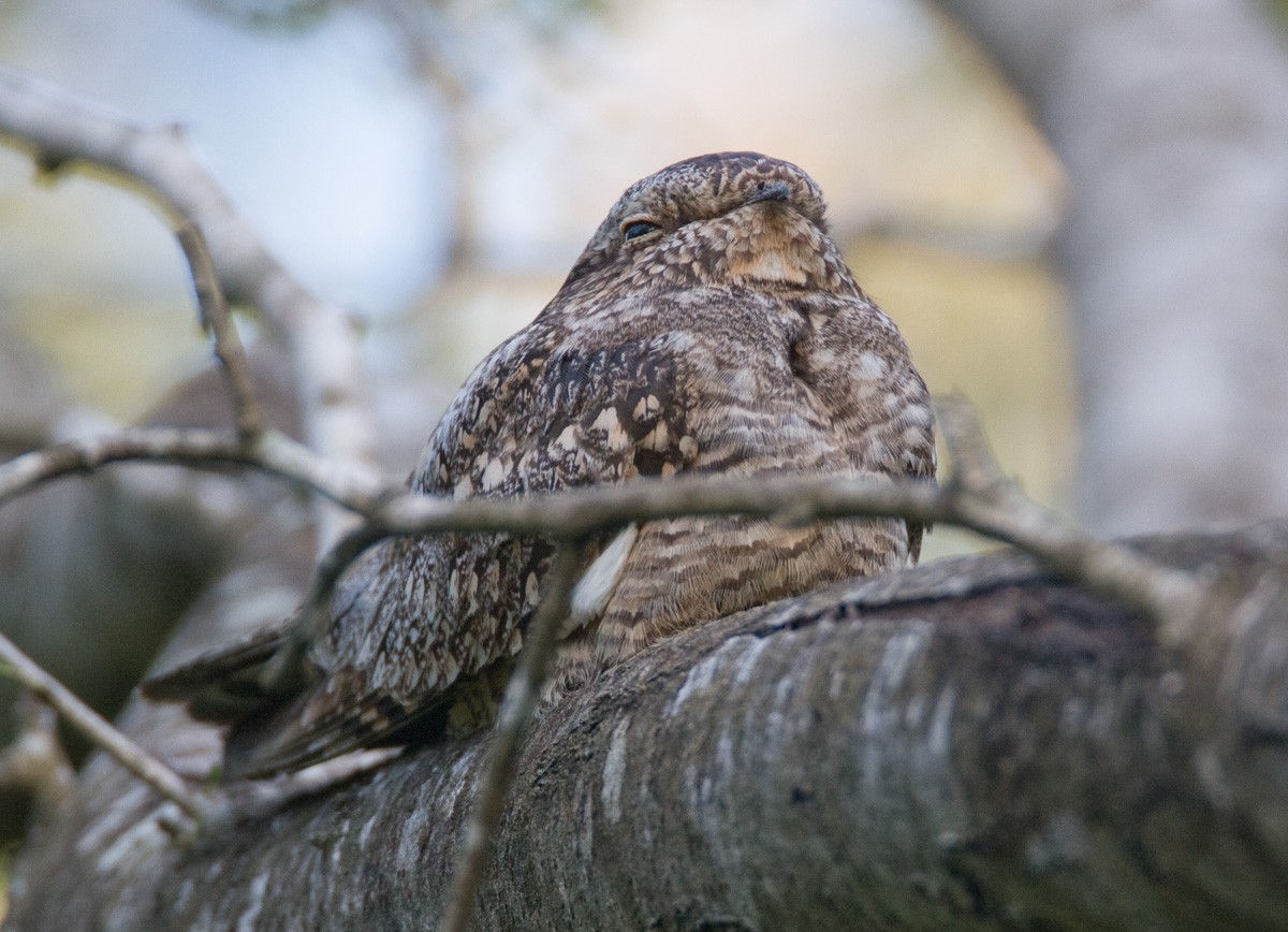 コアメリカヨタカ - ML652951523