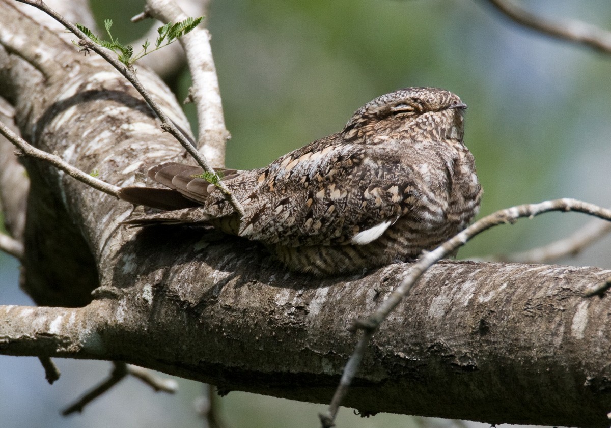 コアメリカヨタカ - ML652951596