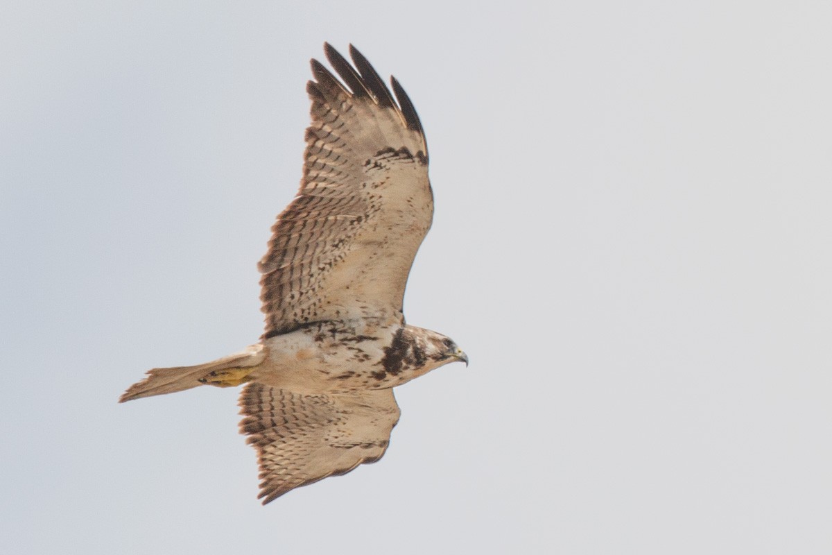 アレチノスリ - ML652951700