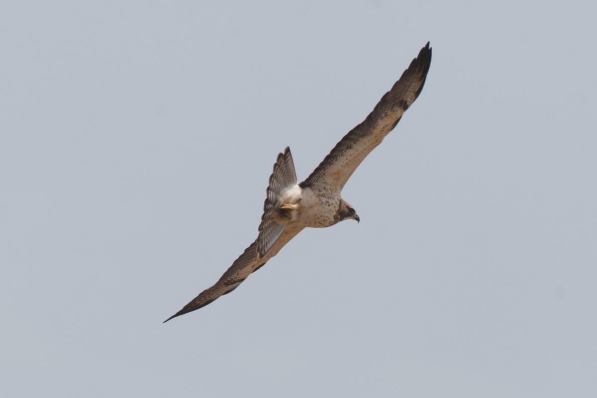 アレチノスリ - ML652951702