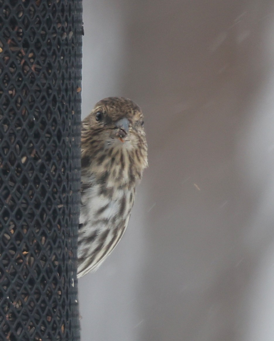 Pine Siskin - ML652951854