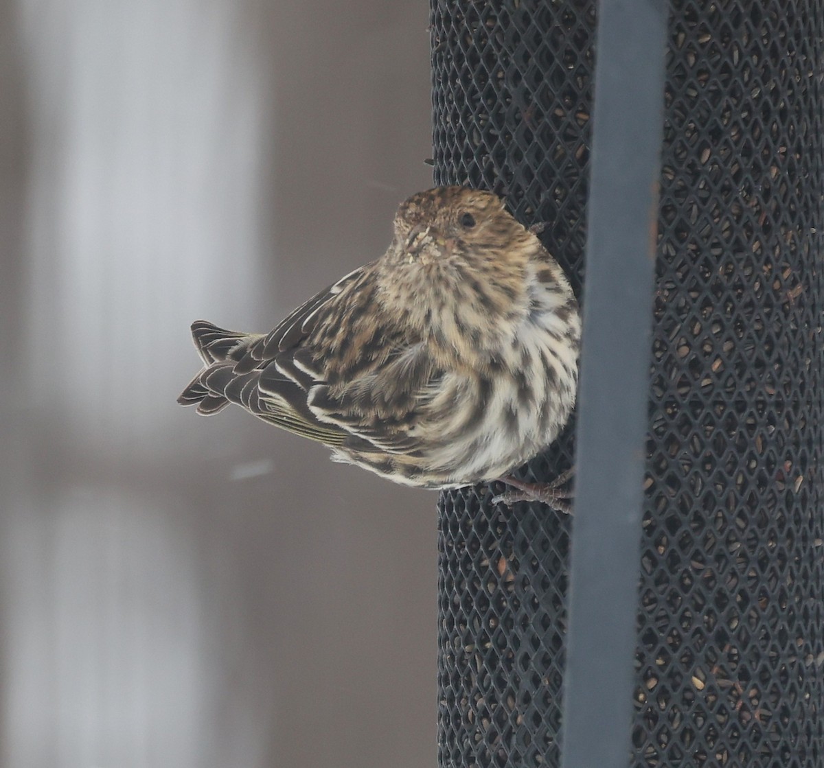 Pine Siskin - ML652951855