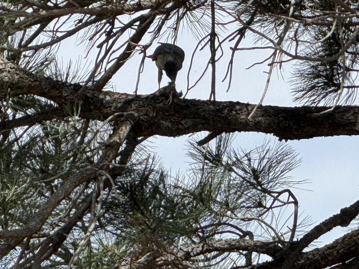 Cooper's Hawk - ML652952033