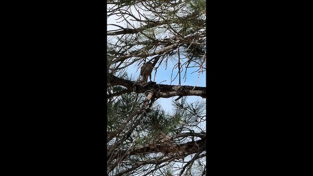 Cooper's Hawk - ML652952034