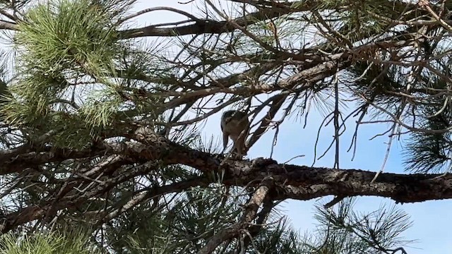 Cooper's Hawk - ML652952131